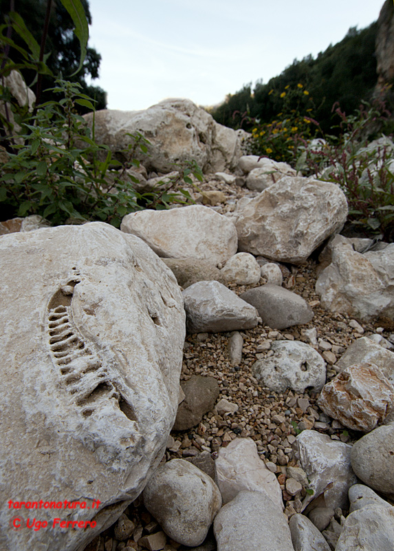 Fossili in gravina